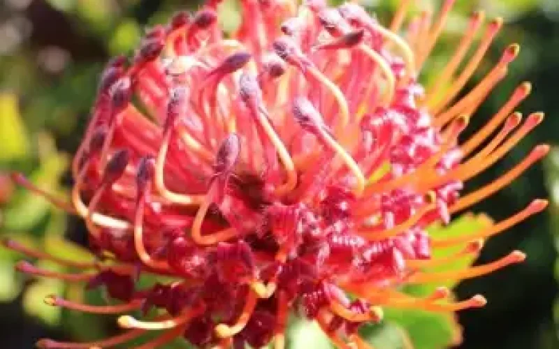 2-Protea-Family