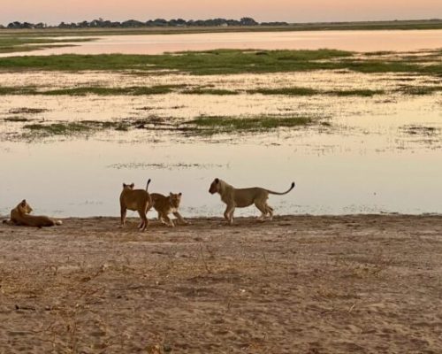 Chobe 1
