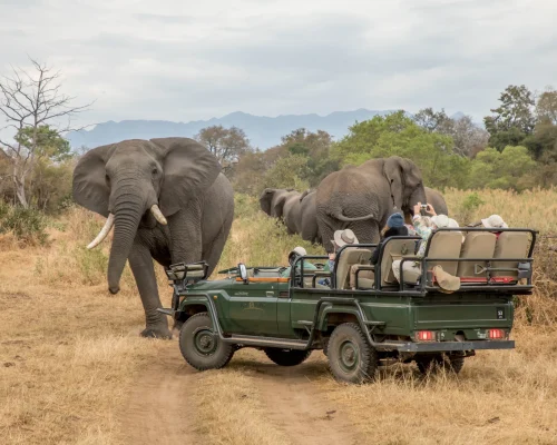 Elephant at Karongwe
