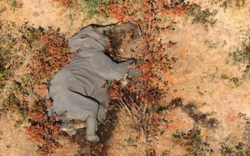 Elephant-died-in-Botswana