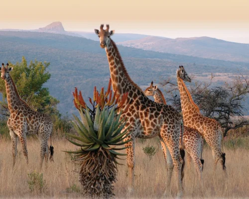 Giraffe at Isandlwana