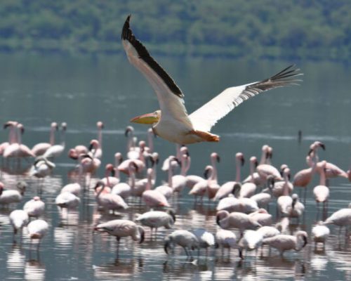Lake Nakuru 2