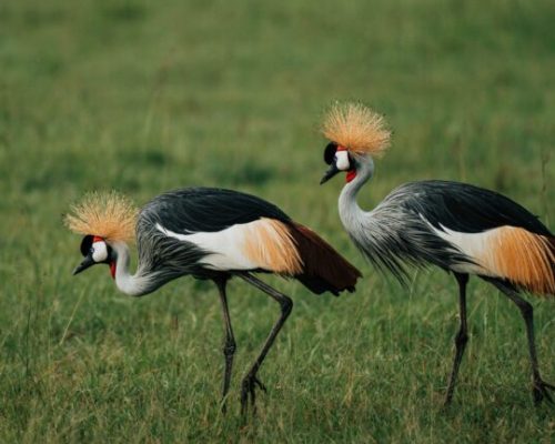 Mara Bush Camp 1
