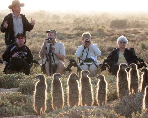 Meerkat Tours from De Zeekoe