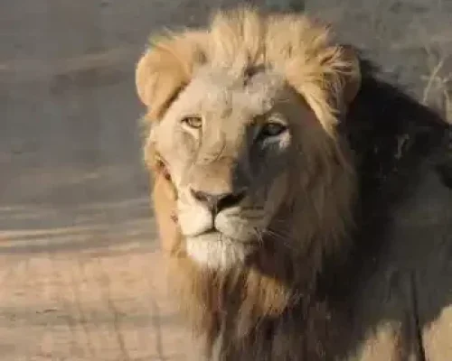 On-the-morning-Game-Drive-Copy