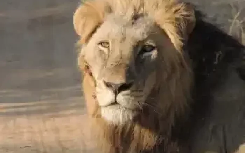 On-the-morning-Game-Drive-Copy
