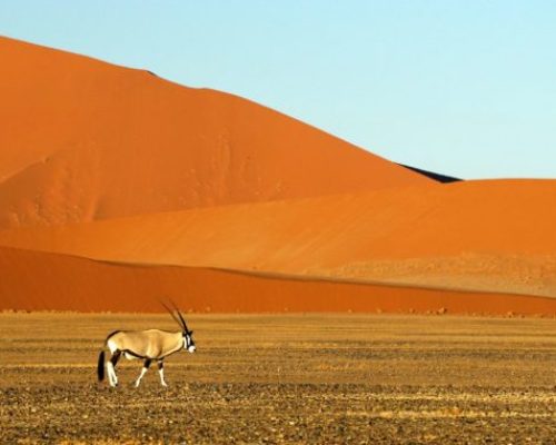 Sossusvlei Oryx