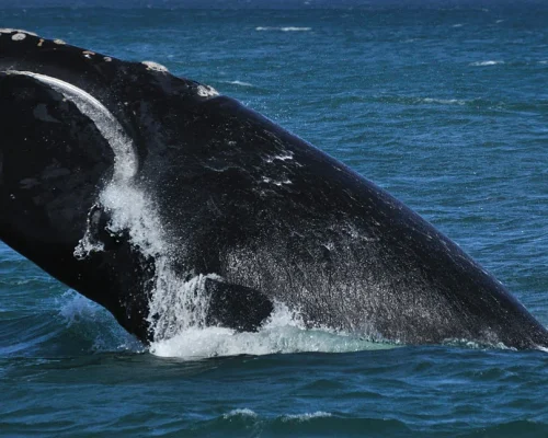 Southern-Right-Whale-BW_1200px