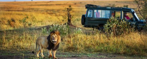 Beautiful lion with a safari car in the background in Kenya, Africa