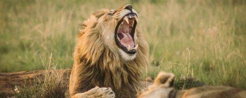 Big lion laying on the ground in safari yawning with his mouth wide open