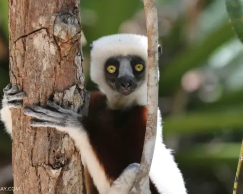 madagascar lemurs 2