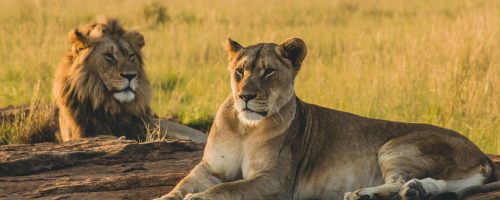 Male and female lions laying on the sand and resting in vast grasslands