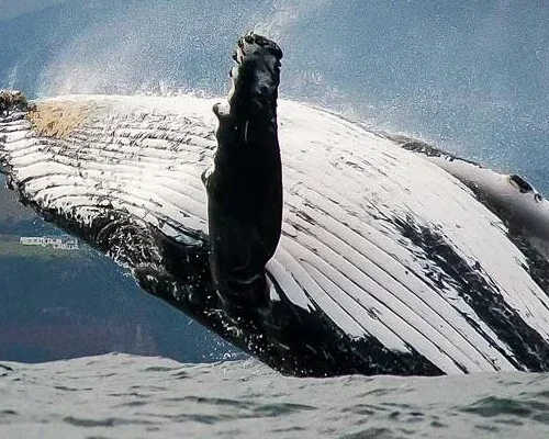 wilderness-knysna-whale-watching-1-750x400